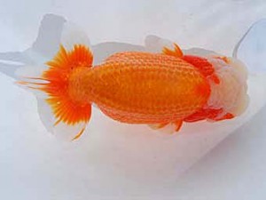 東部本部大会 西大関 君塚一博 房総 東部本部大会 西大関 君塚一博 房総