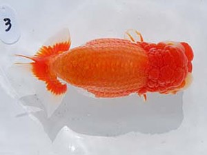 東部本部大会 立行司 穂積 功 喜楽 東部本部大会 立行司 穂積 功 喜楽