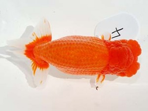 東部本部大会 取締一 鳴海 満 愛魚会 東部本部大会 取締一 鳴海 満 愛魚会