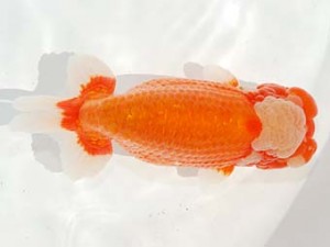 東部本部大会 取締二 鳴海 満 愛魚会 東部本部大会 取締二 鳴海 満 愛魚会