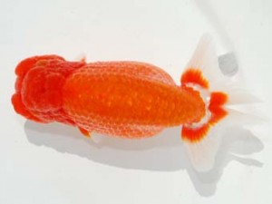 東部本部大会 東関脇 加藤貞信 横浜観魚 東部本部大会 東関脇 加藤貞信 横浜観魚