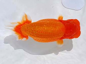 東部本部大会 西小結 山田隆夫 楽友 東部本部大会 西小結 山田隆夫 楽友