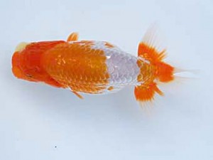 徳島愛錦会 東大関 竹居正成 徳島愛錦会 東大関 竹居正成