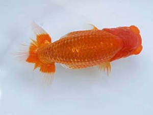 徳島愛錦会 西大関 下田直樹 徳島愛錦会 西大関 下田直樹