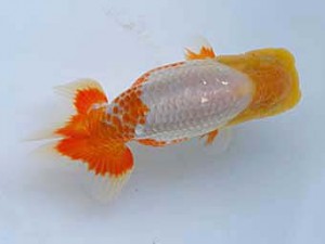 徳島愛錦会 立行司 真鍋弘義 徳島愛錦会 立行司 真鍋弘義