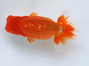 徳島愛錦会 取締一 佐藤俊夫 徳島愛錦会 取締一 佐藤俊夫