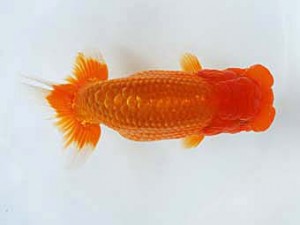 徳島愛錦会 取締二 藤野 武 徳島愛錦会 取締二 藤野 武