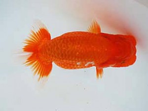 徳島愛錦会 東大関 矢野仁利 徳島愛錦会 東大関 矢野仁利