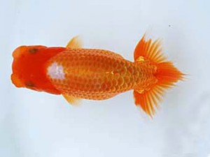 徳島愛錦会 西大関 村井 稔 徳島愛錦会 西大関 村井 稔