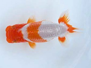 徳島愛錦会 取締一 坂野 清 徳島愛錦会 取締一 坂野 清