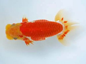 徳島愛錦会 取締二 西川 敬 徳島愛錦会 取締二 西川 敬