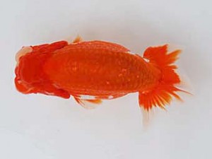 徳島愛錦会 東大関 山下康孝 徳島愛錦会 東大関 山下康孝