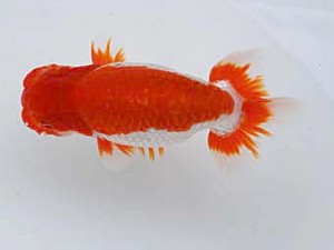 徳島愛錦会 西大関 藤原博文 徳島愛錦会 西大関 藤原博文