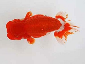 徳島愛錦会 立行司 山下康孝 徳島愛錦会 立行司 山下康孝