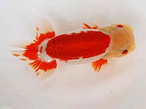 徳島愛錦会 取締二 寒川秀春 徳島愛錦会 取締二 寒川秀春