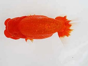 徳島愛錦会 西大関 田中 勉 徳島愛錦会 西大関 田中 勉