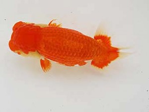 徳島愛錦会 立行司 坂野 清 徳島愛錦会 立行司 坂野 清