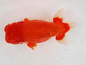 徳島愛錦会 取締一 細川隆憲 徳島愛錦会 取締一 細川隆憲