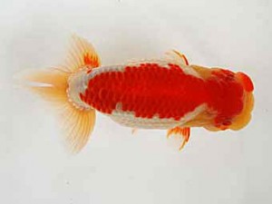 徳島愛錦会 取締二 川野多寛 徳島愛錦会 取締二 川野多寛