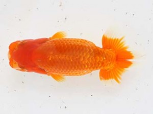 西日本金魚愛好会　東大関　力丸洋一　鳥栖みやき