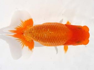 西日本金魚愛好会　西大関　川崎祥啓　一般