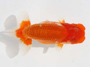 西日本金魚愛好会　東取締　近藤祐介　東鱗会