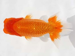 西日本金魚愛好会　西取締　臼杵直樹　大分B