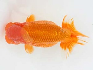 西日本金魚愛好会　西大関　田中　隆　大分B