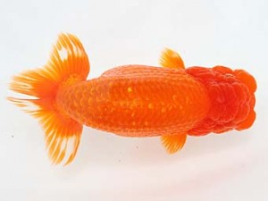 西日本金魚愛好会　立行司　穴井龍己　福岡観魚