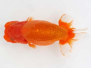 西日本金魚愛好会　東取締　杉谷典彦　熊本支部