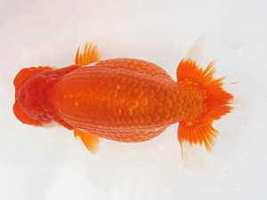 西日本金魚愛好会　西取締　湯浅正徳　鳥栖みやき