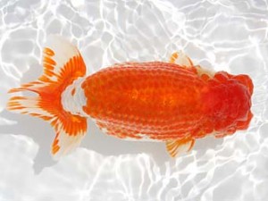 西日本金魚愛好会　東大関　東　秀明　日らん佐賀