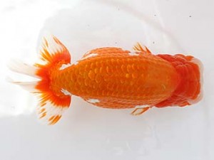 西日本金魚愛好会　西大関　中尾晋作　熊本支部