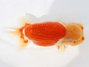 西日本金魚愛好会　立行司　森脇文明　福岡観魚