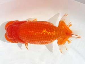 西日本金魚愛好会　東取締　野田三成　鳥栖みやき