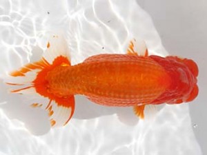 西日本金魚愛好会　西取締　池田陽一郎　日らん佐賀