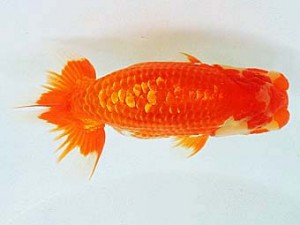 豊橋優遊会　東大関　八木博明　田原