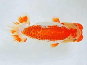 豊橋優遊会　西大関　伊藤三郎　浜松