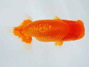 豊橋優遊会　立行司　服部充宏　豊橋