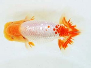 豊橋優遊会　東取締　杉本俊幸　碧南