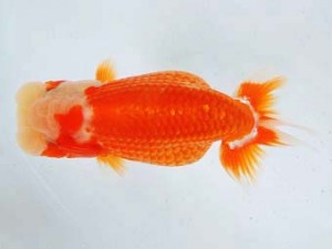 豊橋優遊会　西取締　平野睦二　浜松