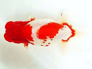 豊橋優遊会　東大関　清田良也　豊橋