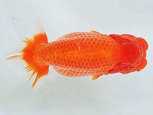 豊橋優遊会　西大関　板倉一清　蒲郡