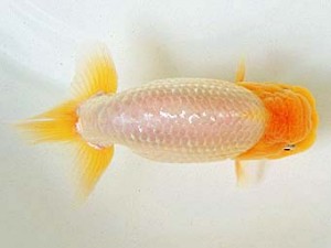 豊橋優遊会　西取締　川口　功　あま