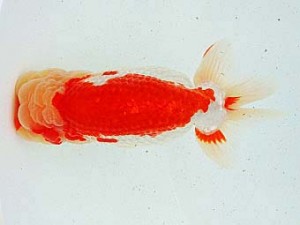 豊橋優遊会　西大関　福井利夫　豊橋