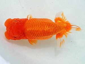 豊橋優遊会　立行司　杉浦久敏　豊橋