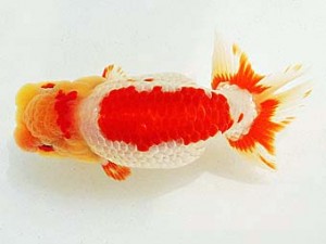 豊橋優遊会　東取締　向坂武義　豊川