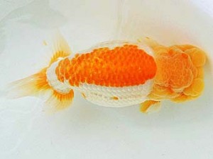 豊橋優遊会　西取締　小早川義幸　半田