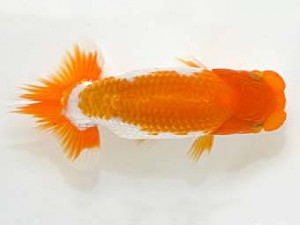 山梨錦城会　東大関　平野良則　南アルプス市