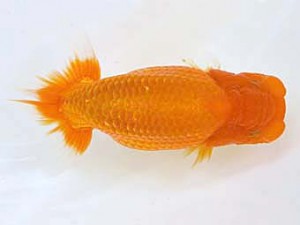 山梨錦城会　西大関　鈴木友来　岐阜